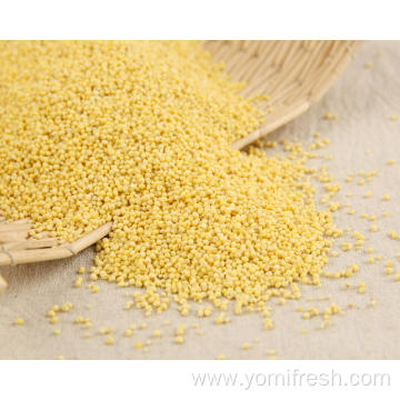 Proso Millet Bulk